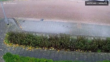 Um acidente impressionante: pombo choca-se contra um poste