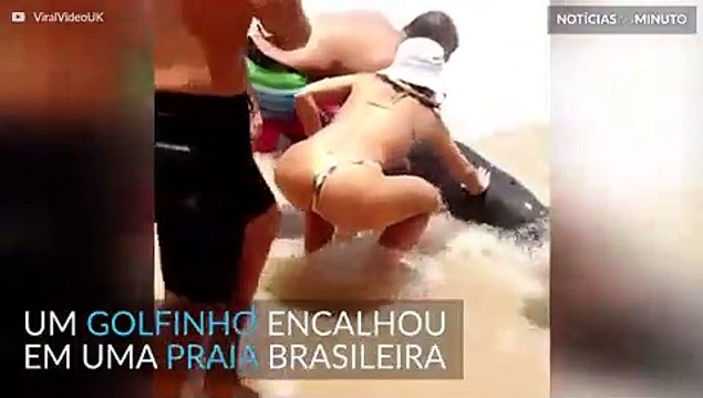 Banhistas resgatam golfinho em praia brasileira