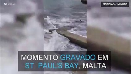 Atum gigante em apuros no mar