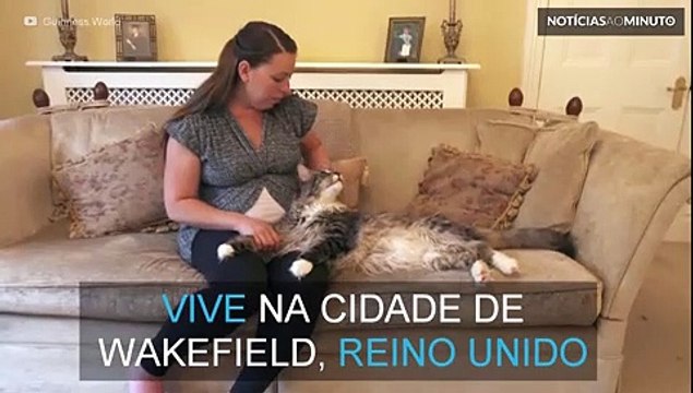 O maior gato do mundo tem mais de 1 metro de comprimento