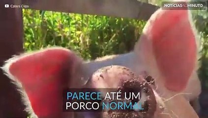 Porco pintor faz sucesso com suas telas. Impressionante!