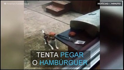 Beagle flagrado "roubando" hambúrguer