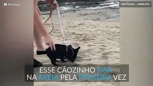 A reação deste cãozinho a pisar na areia pela primeira vez é hilária