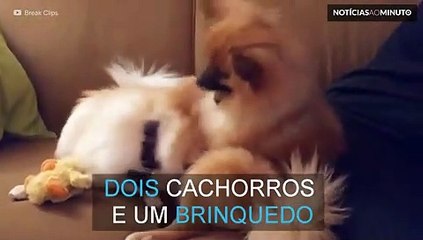 Cachorros brigam por causa de boneco