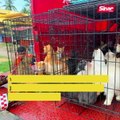 Rumah banjir, bomba selamatkan 31 ekor kucing