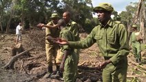 'Seedballs' giving Kenya's forests a fighting chance