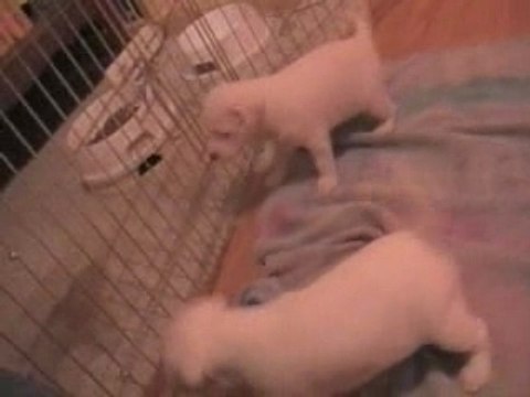 24 02 2008 mes ptits anges ! lol