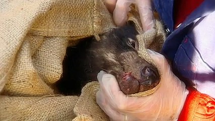 Researchers believe only 1700 Tasmanian devils remain in the wild