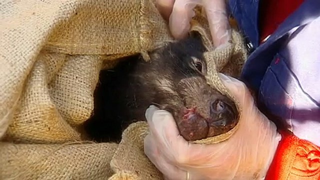 Researchers believe only 1700 Tasmanian devils remain in the wild