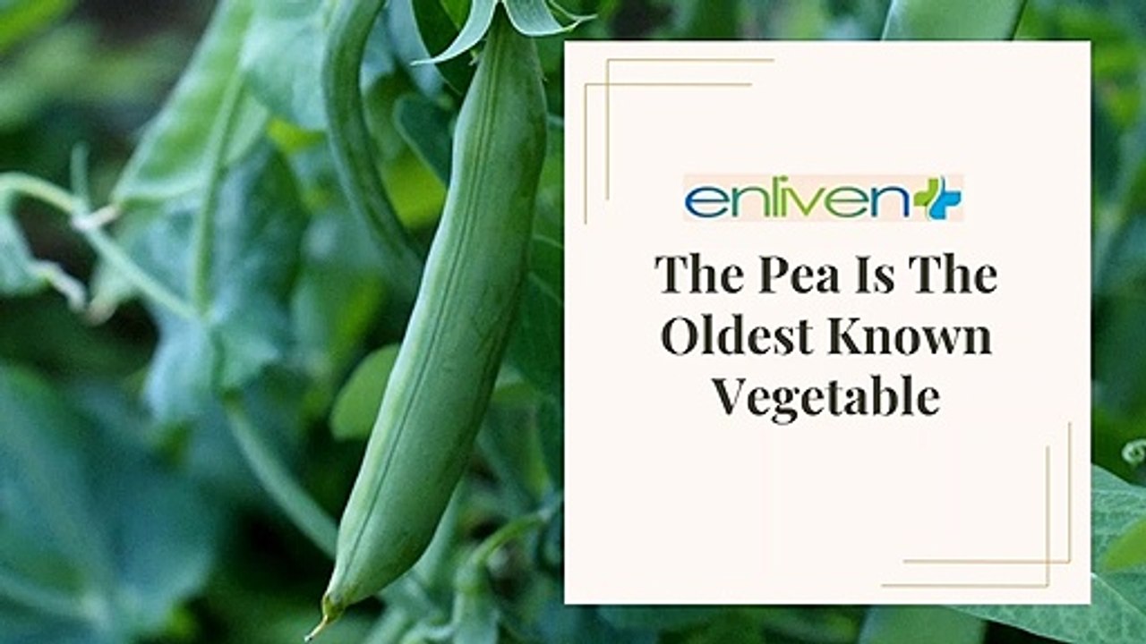 The Pea Is The Oldest Known Vegetable.