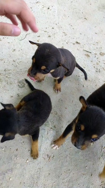 TINY PUPPIES