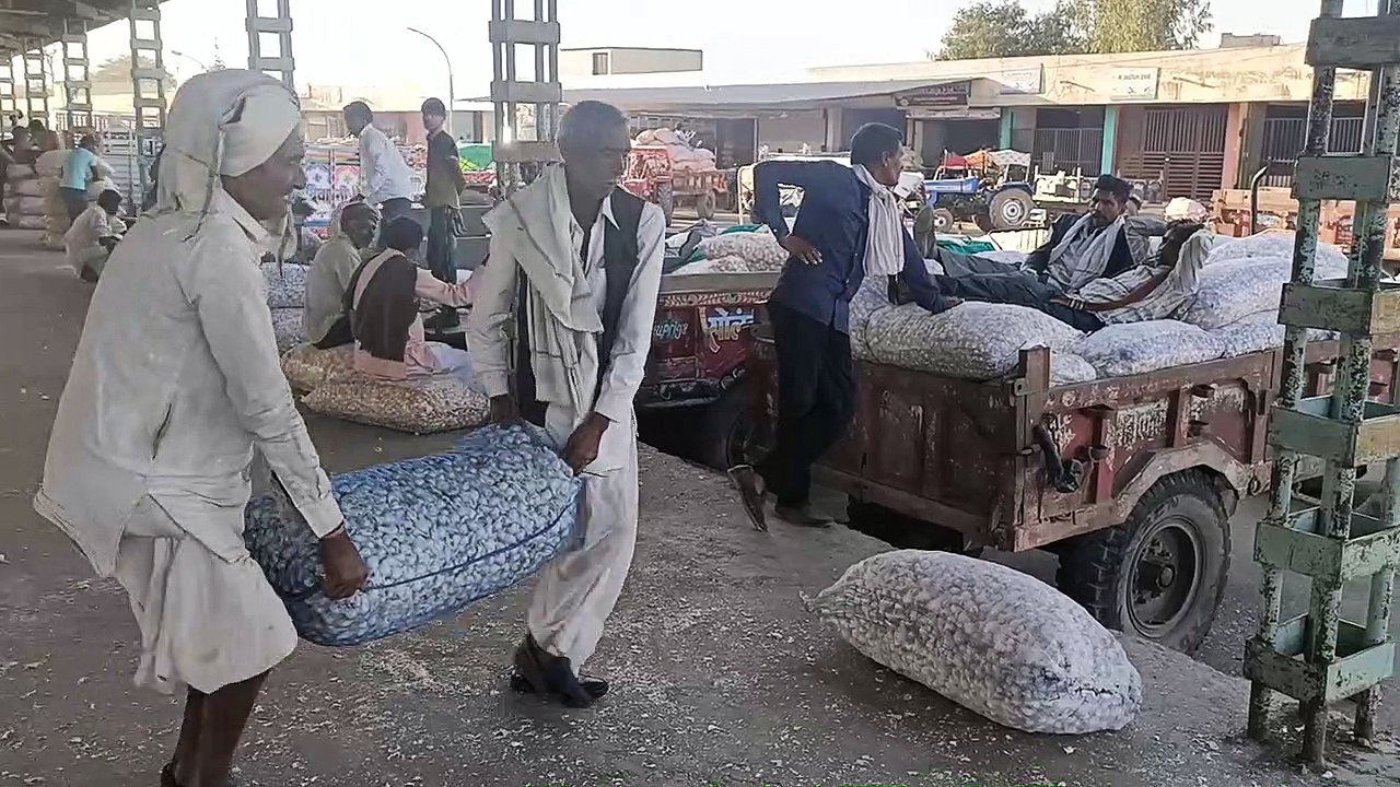 लहसुन प्याज के दाम में गिरावट जारी रहने से किसानों में निराशा