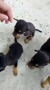 Tiny Pups