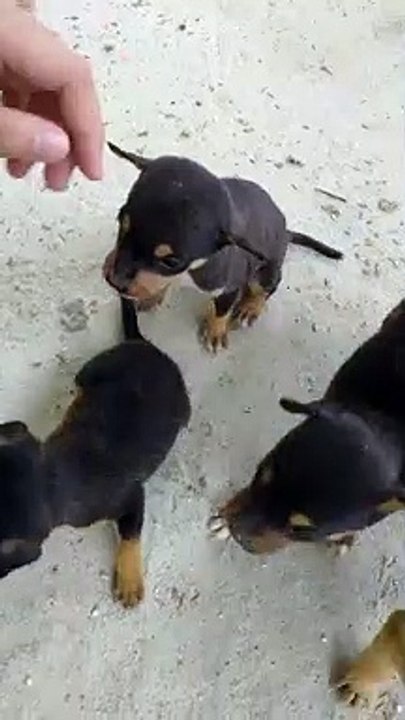 Pups