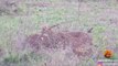 1 Lioness Steals Impala from 5 Cheetahs | Amazing live Footage