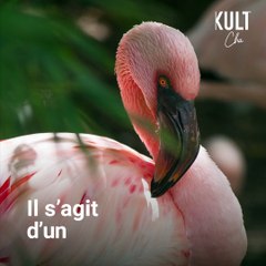 Un flamant rose réapparaît à La Réunion
