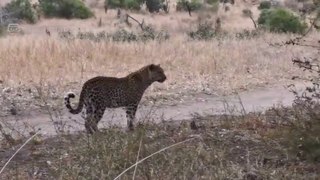 Male leopard Surprises and Steals Meal from Female_