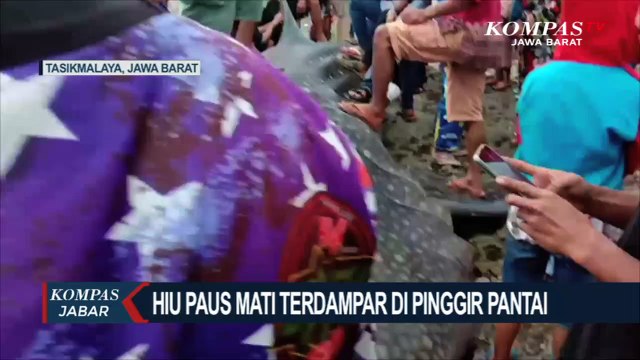 Hiu Paus Tutul Mati di Pinggir Pantai, Warga 62 Ramai Berswafoto