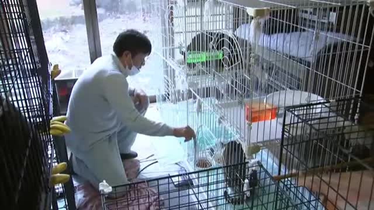 Kato, la última esperanza de las mascotas abandonadas de Fukushima