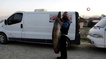 Ender büyüklükte yakalanan yayın balığı görenleri hayrete düşürdü
