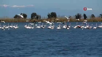 Adana'da flamingoların gökyüzü dansı böyle görüntülendi