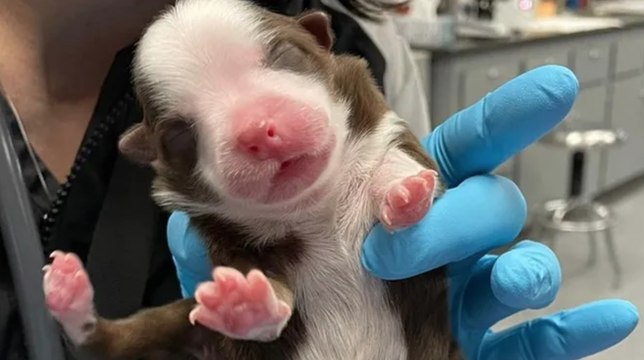 Ce chiot avec six pattes et deux queues est un véritable miraculé