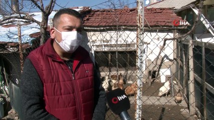 Şaşkınlık uyandıran mavi ve yeşil renkli yumurtalar