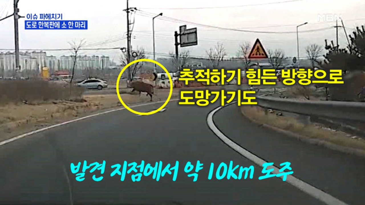 MBN 뉴스파이터-도로 한복판에 나타난 '소'…우시장에서 탈주