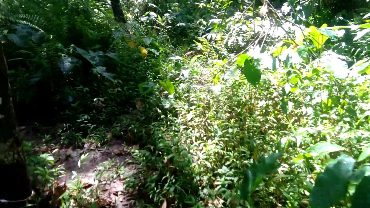 ruber tree