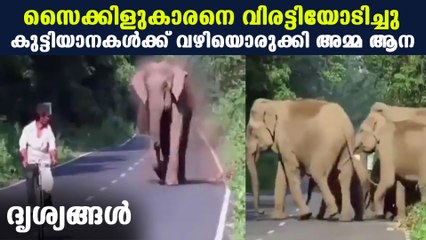 മക്കളെ റോഡു മുറിച്ചു കടത്താന്‍ അമ്മയാനയുടെ സാഹസം | Oneindia Malayalam