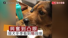 沒想過無聊冬天居然還能看到「牠」！獵犬凸眼緊盯電視超開心