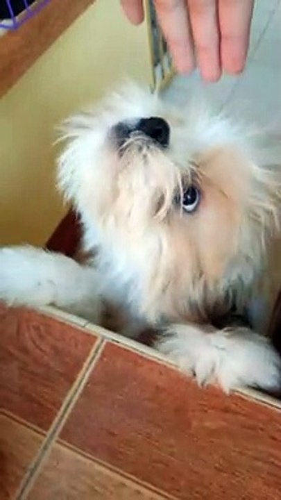 Dog 