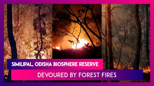 Similipal, Odisha Biosphere Reserve Devoured By Forest Fires; CM Naveen Patnaik Orders Action, Deploys Over 1000 Men To Contain Huge Blaze