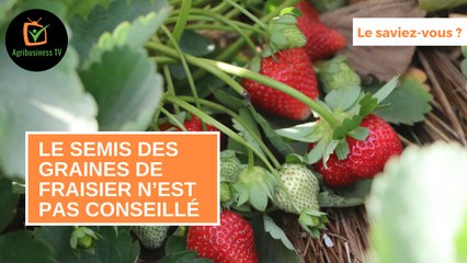 Le saviez-vous : Le semis des graines de fraisier n’est pas conseillé
