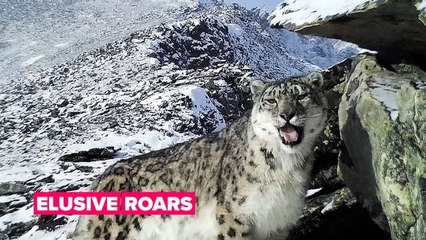 Saving snow leopards is not an easy mission
