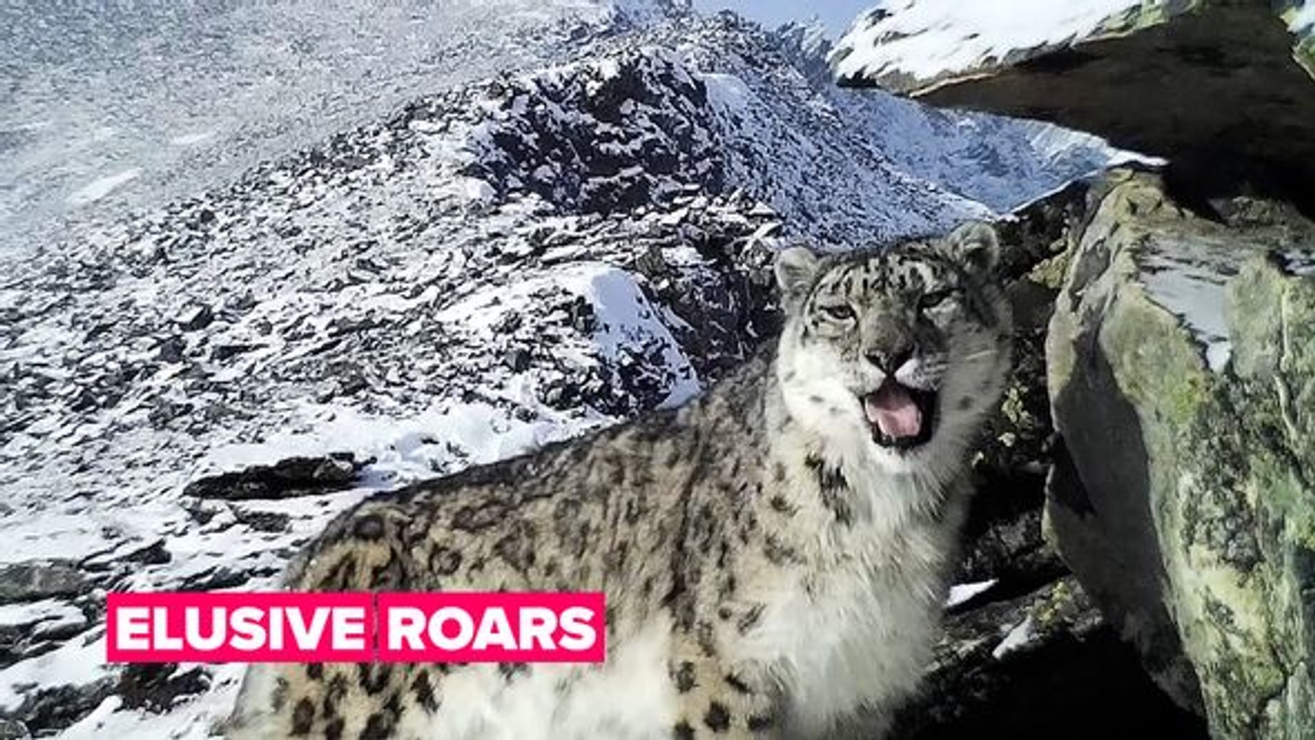 ⁣Saving snow leopards is not an easy mission