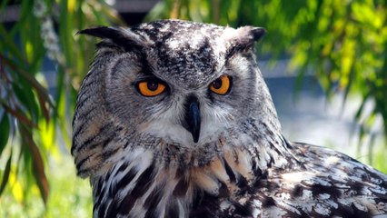 محبو طائر البوم بالكويت يطلقون مبادرة لتربيته ورفع وصمة الشؤم عنه