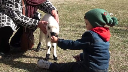 Sahiplendiği kuzu, hem evinin neşesi, hem de terapisi oldu