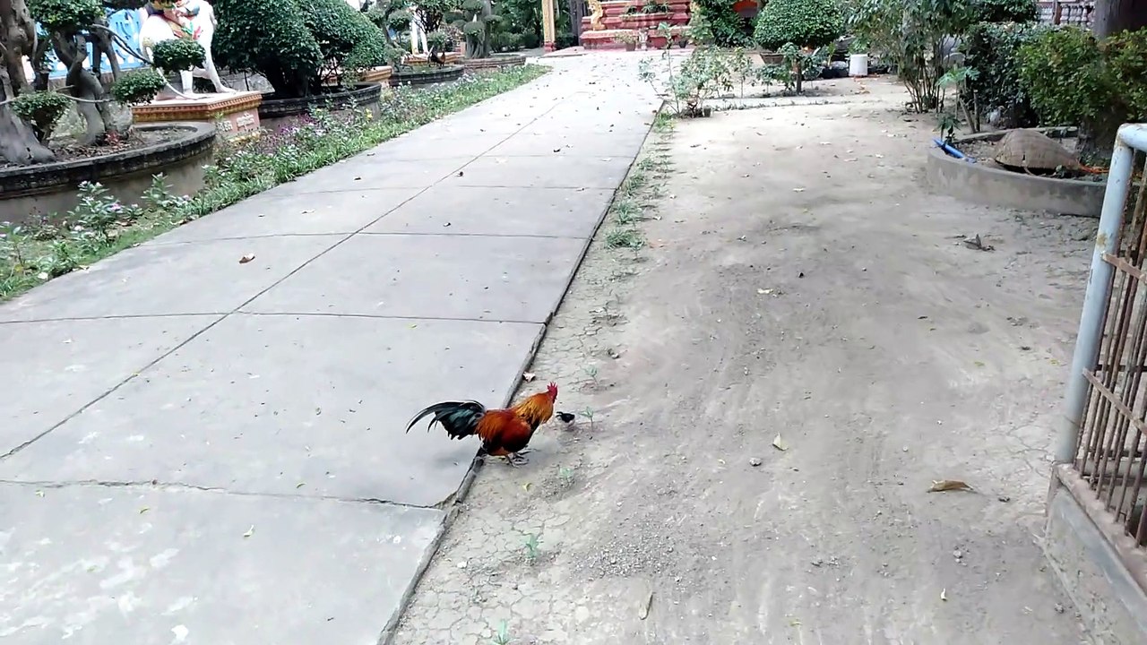 Brave Chick Chases Rooster