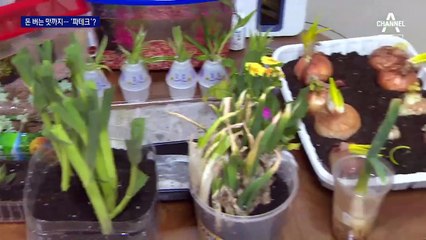 가격 3배 뛴 ‘파’…집에서 키워 ‘돈 버는 맛’ 까지