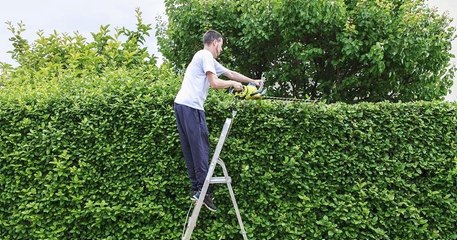 Pour protéger les oiseaux, il ne faudra plus tailler les haies ni élaguer les arbres à partir du 15 mars