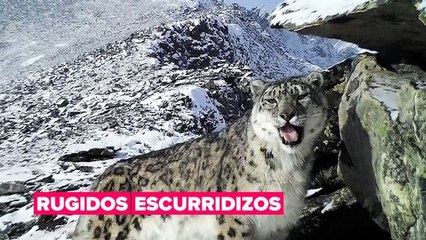 La lucha por salvar al leopardo de las nieves