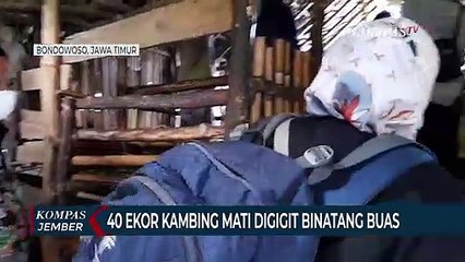 40 Ekor Kambing Mati Diserang dan Digigit Binatang Buas