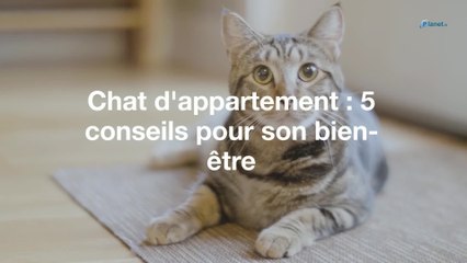 Chat d'appartement : 5 conseils pour son bien-être