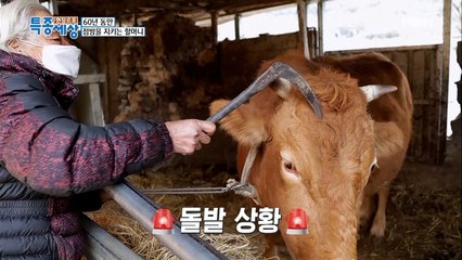 [돌발상황] 할머니가 낫으로 소를!!