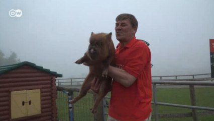 Porquinhos são apontados como oráculos do Brexit