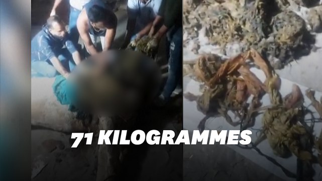 En Inde, ces vétérinaires découvrent 71 kilos de déchets dans l'estomac d'une vache