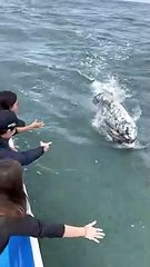 Une baleine grise se laisse caresser en Basse-Californie