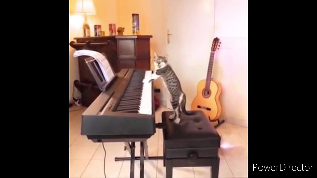 Funny Cats