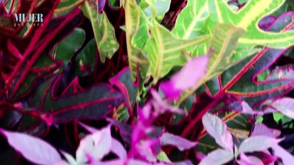 Mundo Jardín | 5 errores que cometemos con las plantas - Nex Panamá